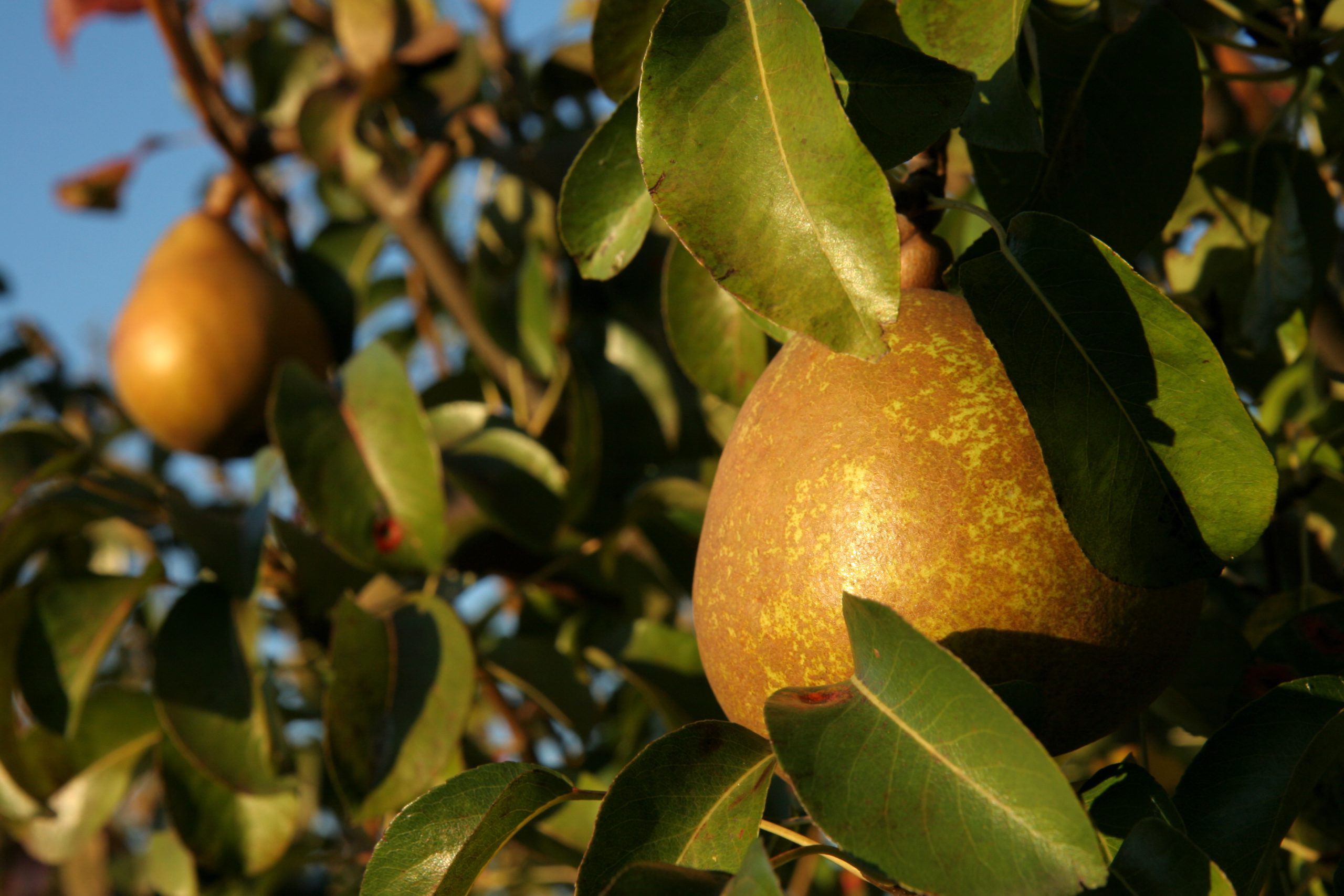https://www.demeter.fr/wp-content/uploads/2022/12/poires-2007-058-sl-fruitys-scaled.jpg