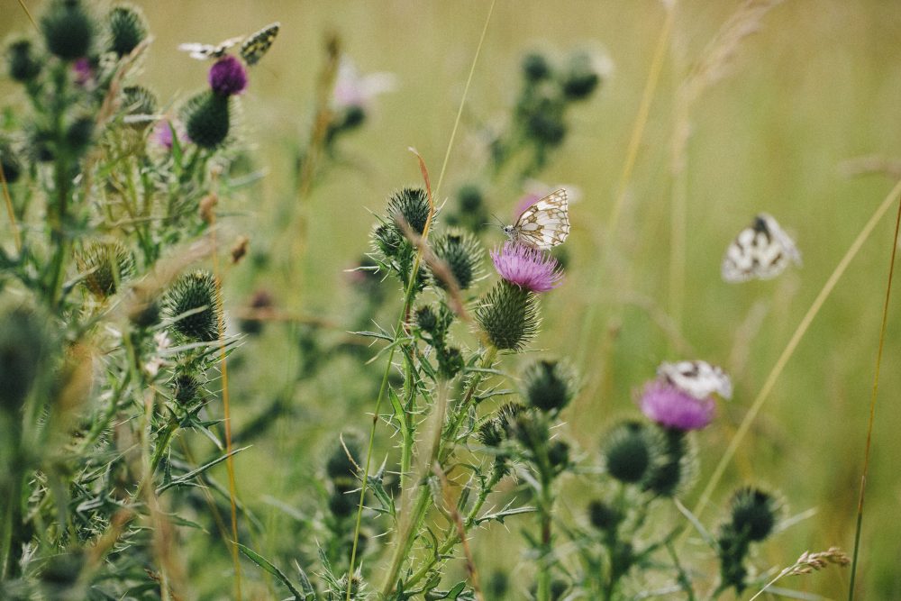 Biodiversité_Demeter.1