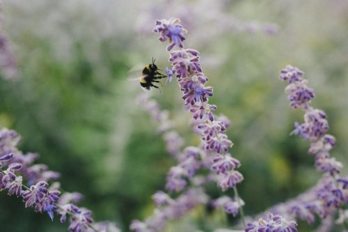 Demeter défend la biodiversité