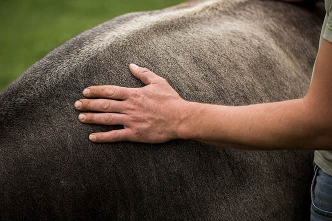 Dermatose Nodulaire : Interview de Camille Mottet, éleveuse sur une ferme Demeter en Ariège