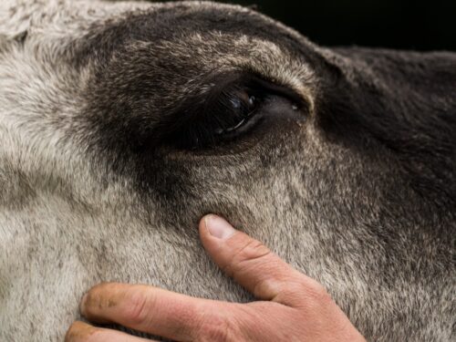 « Pour un éleveur, perdre son troupeau, c’est tout un monde qui s’effondre. »